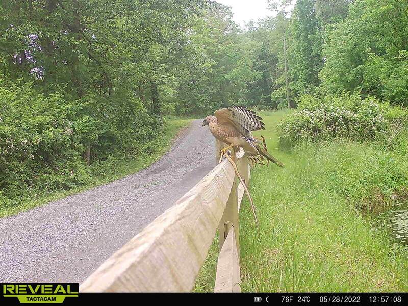 Species Observation